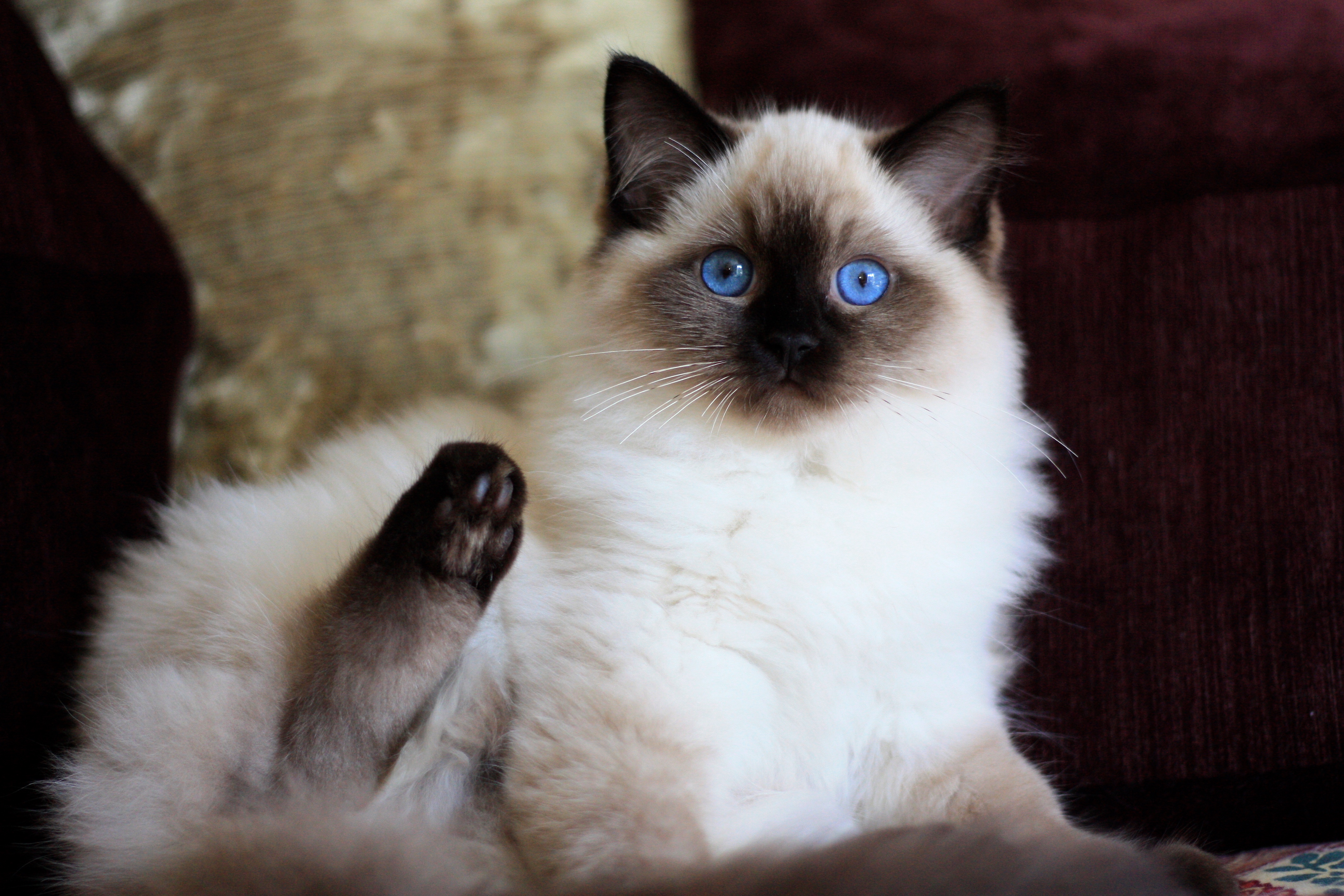 Ragdoll rescue best sale near me